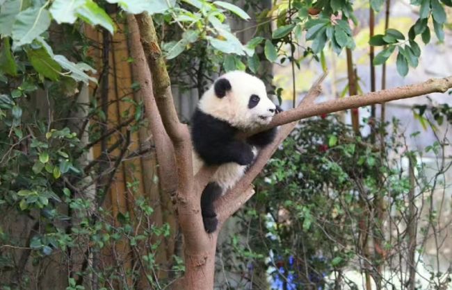 13 Days Silk Road Adventure Tour from Chengdu to Kashgar