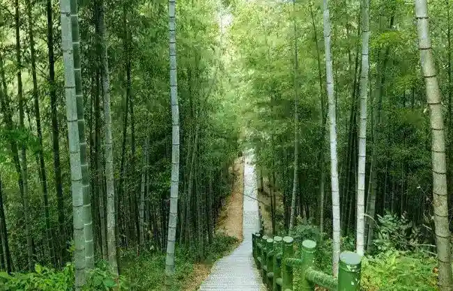 Anhui-Mukeng-Bamboo-Forest - China Xian Tour: Private & Tailor-Made China Tours Mukeng Bamboo Forest