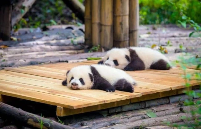 Chengdu Pandas - China Xian Tour: Private & Tailor-Made China Tours Chengdu Pandas