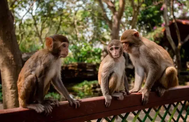 Hainan Monkey Island