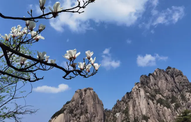 Huangshan spring flowers - China Xian Tour: Private & Tailor-Made China Tours Huangshan spring flowers