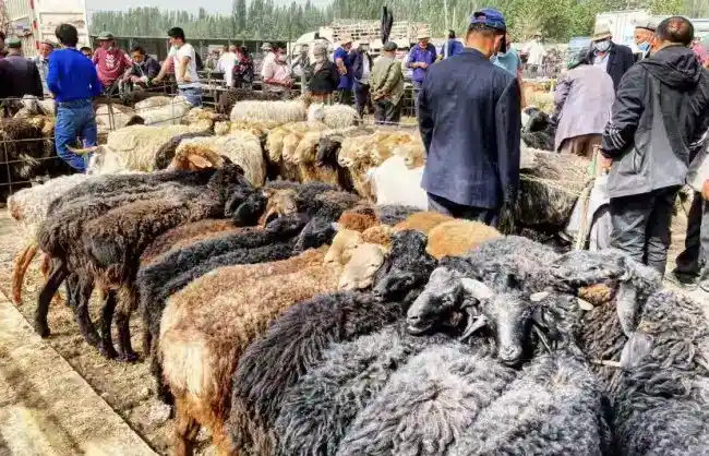 Sunday-Livestock-Market-Kashgar - China Xian Tour: Private & Tailor-Made China Tours Sunday Livestock Market in Kashgar